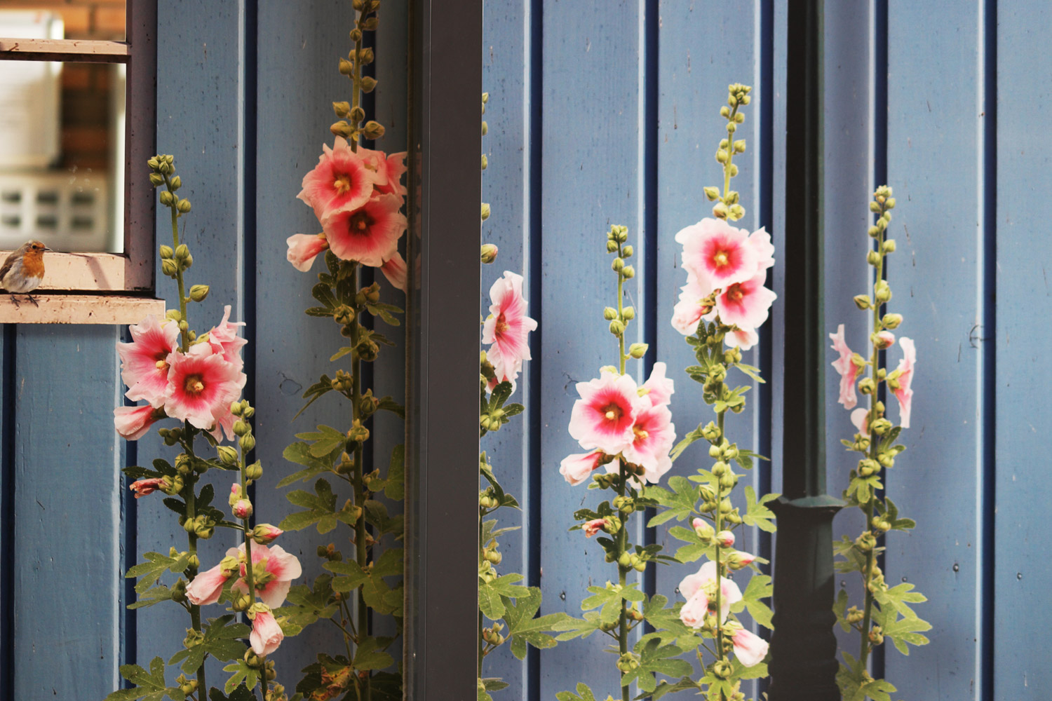 Zes Rozen Spijkenisseb6